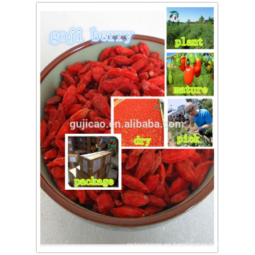 rojo Ningxia Goji Berry / Wolfberry Fruit / semillas de nísperos chinos rojo Ningxia Goji Berry / Wolfberry Fruit / semillas de chino Níspero
